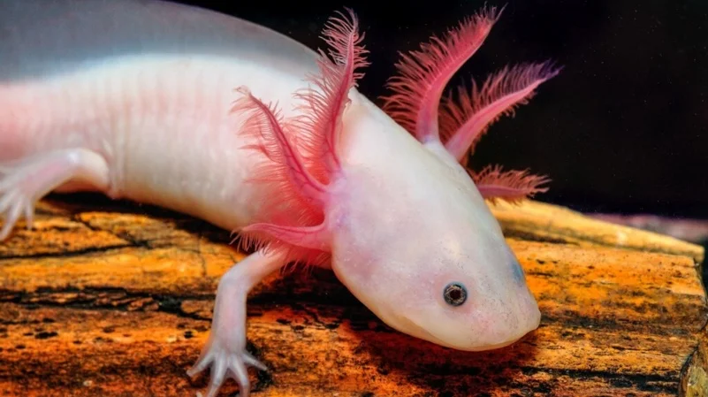 México y su riqueza natural: los ecosistemas más famosos del país y sus especies