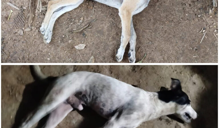 Envenenaron de nuevo a perros en Las Ánimas de Minatitlán; suman otro caso de muerte masiva