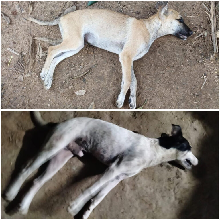 Envenenaron de nuevo a perros en Las Ánimas de Minatitlán; suman otro caso de muerte masiva