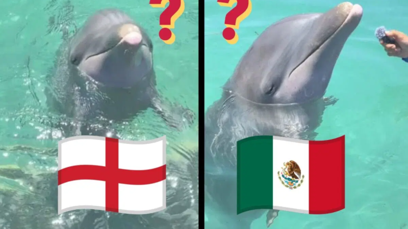 Delfín ‘Hidalgo’ predice quién ganará el partido de México vs Inglaterra de la Copa Mundial 2026