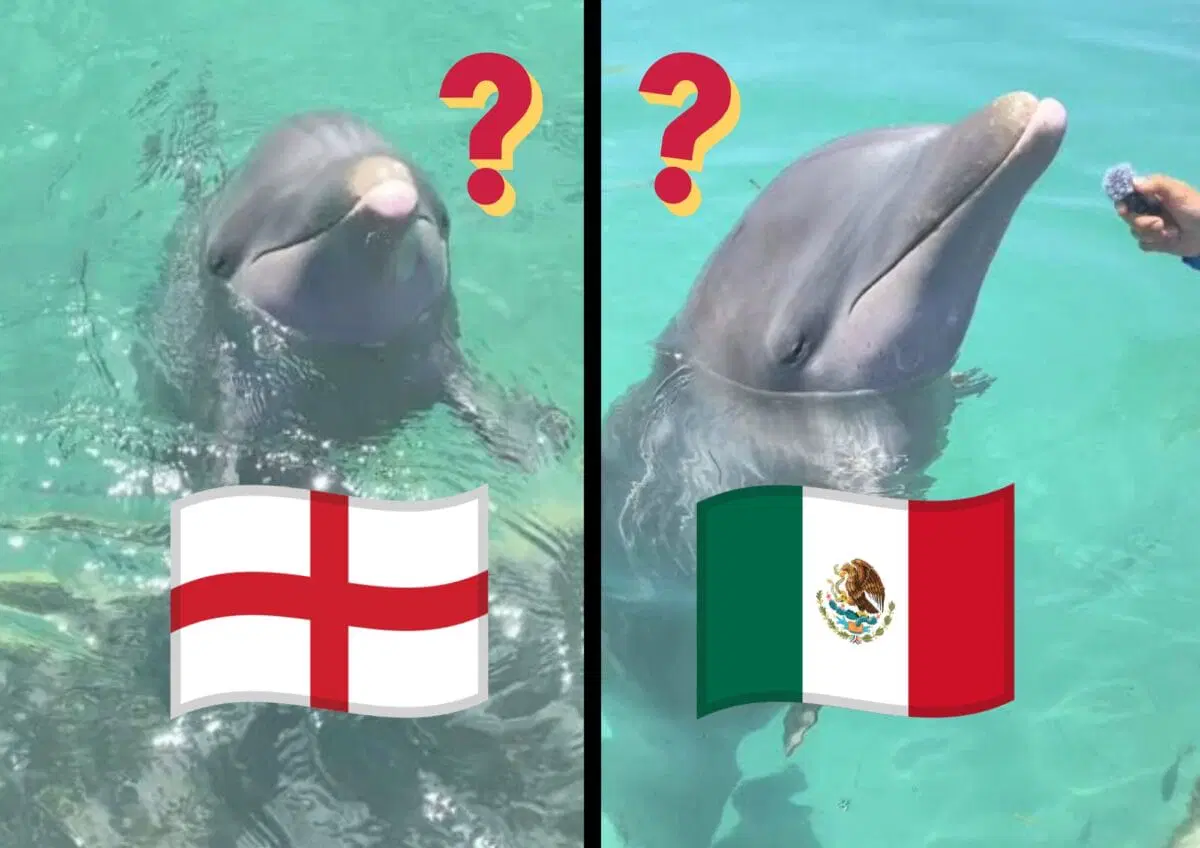 Delfín ‘Hidalgo’ predice quién ganará el partido de México vs Inglaterra de la Copa Mundial 2026