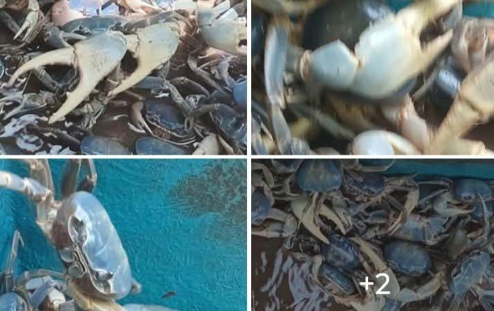 Pese a la veda, ofertan cangrejo azul en grupos de redes sociales de Villa Allende