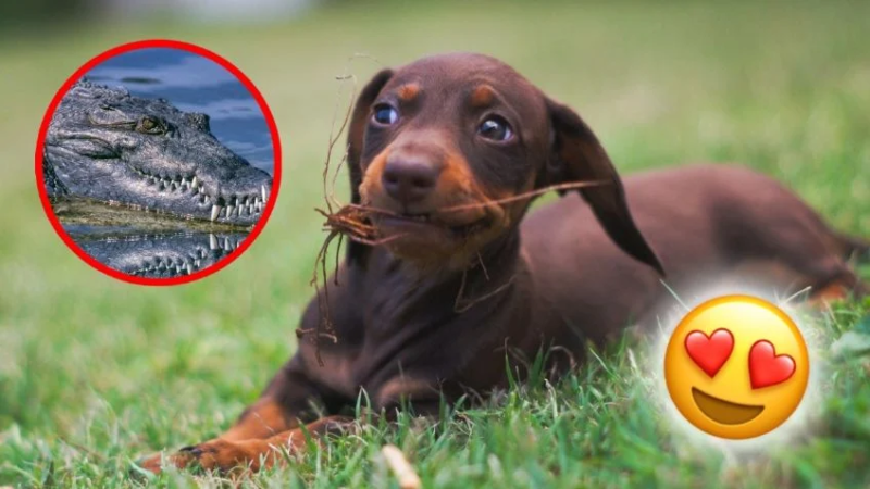 Video viral: cachorro de perro salchicha enfrenta a un enorme cocodrilo y enternece a redes